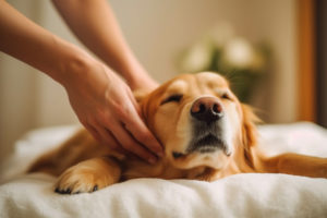 Técnicas de Massagem para Animais