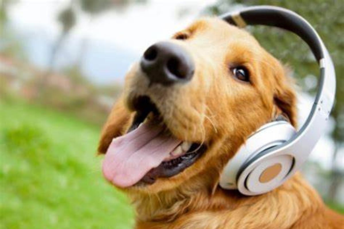 Playlist de Música para Animais de estimação