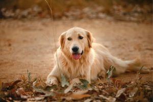 Meditação para Animais