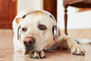 a musicoterapia na cura de nossos pets