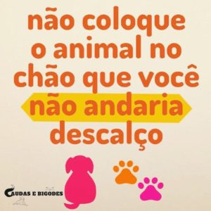 Preste Atenção Onde Colocar Seu Pet