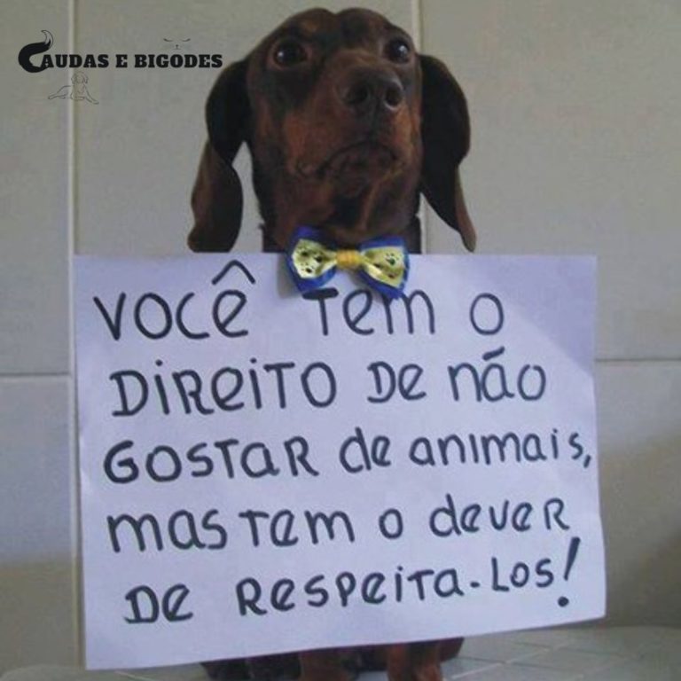 Você tem direito mas os pets também