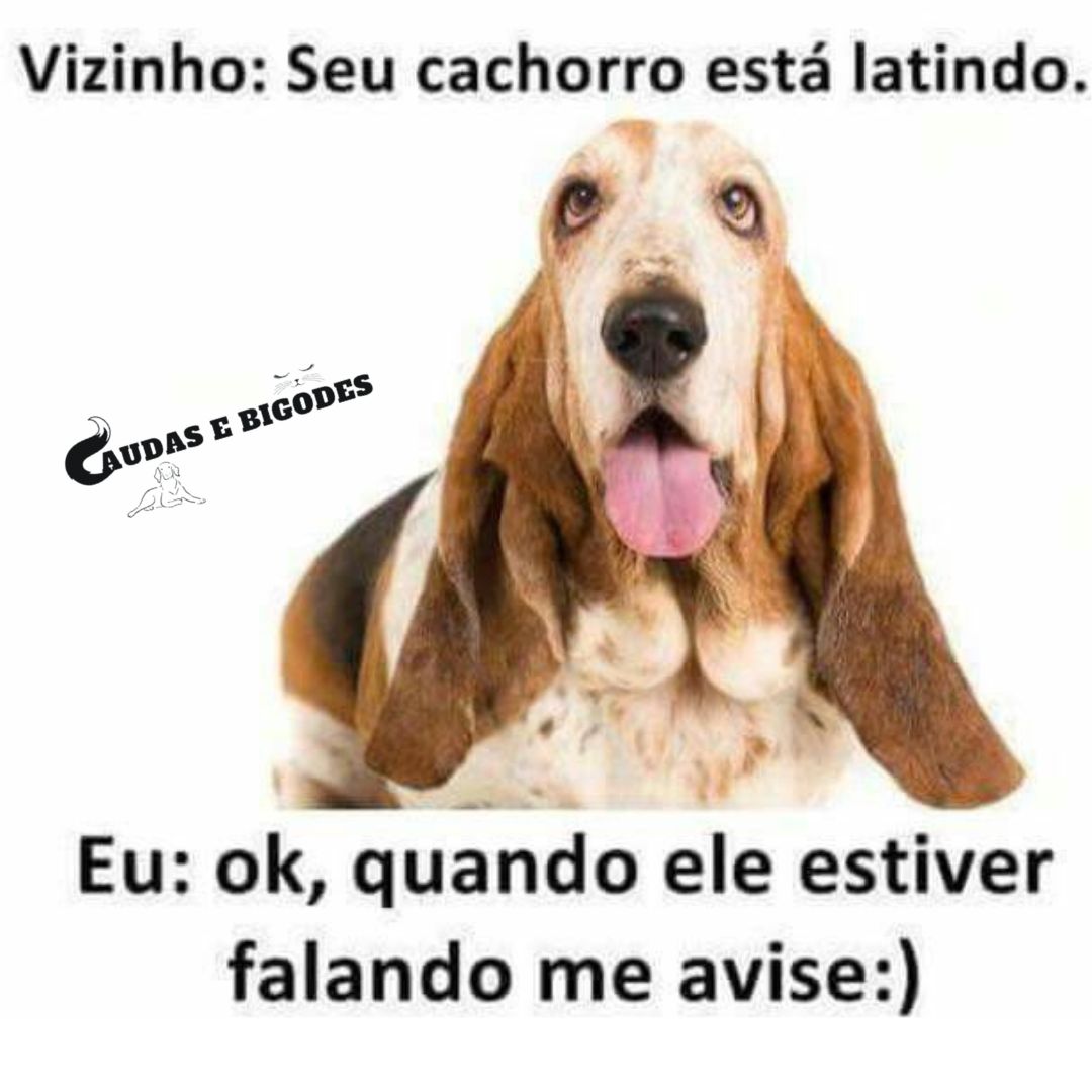 Seu cachorro está latindo!