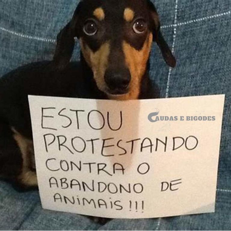 Não ao Abandono de animais!