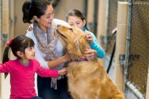 Transformando a Vida de Animais Abandonados