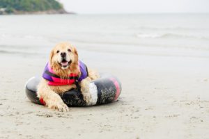 Guia Completo de Viagens Pet-Friendly