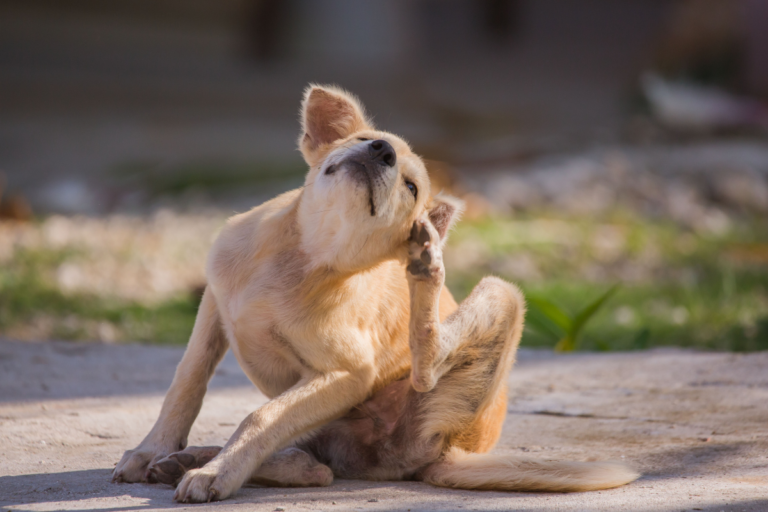 Alergias Alimentares em Cães e Gatos