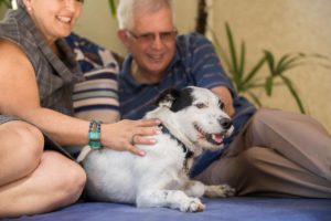 Cuidados Especiais para Animais Idosos