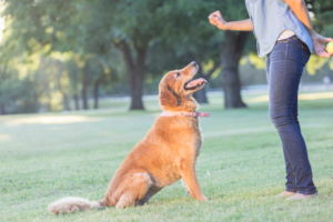 Adestramento Durante Passeios com Seu Pet