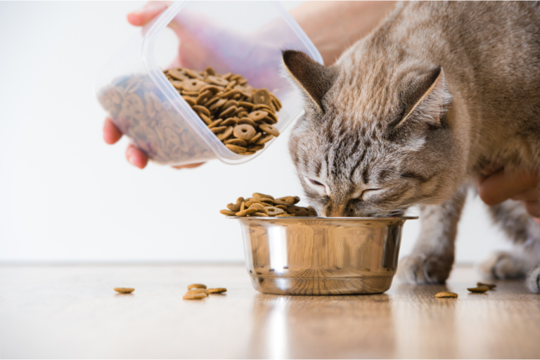 Nutrição Adequada para Cães e Gatos