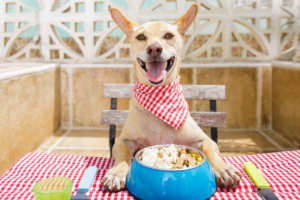 Receitas Caseiras para Pets com Restrições Alimentares