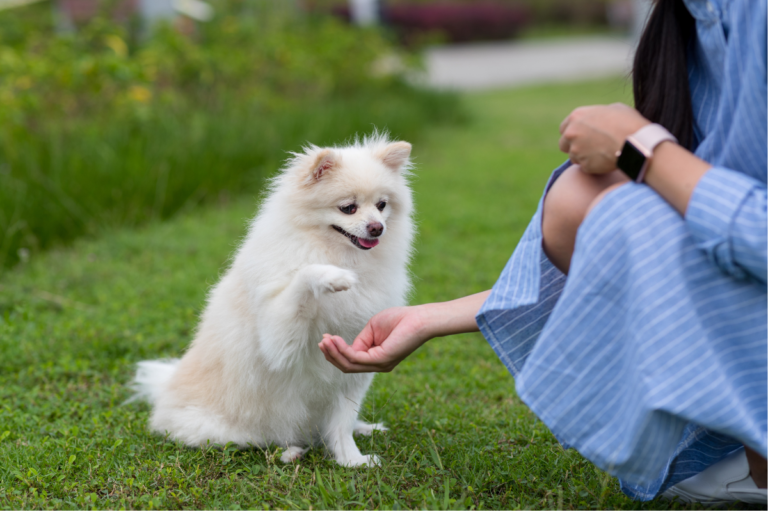 Adestrar Seu Pet de Forma Positiva