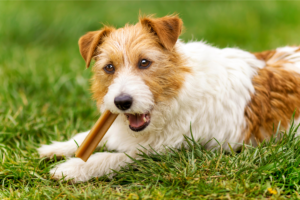 Lanches Saudáveis para Pets