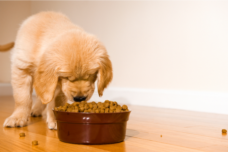 Os Perigos dos Alimentos Tóxicos para pets