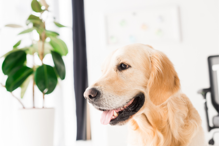 Plantas Seguras para Animais de Estimação