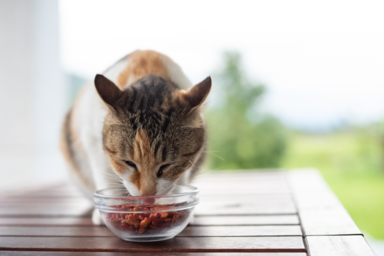 Preparando uma Alimentação Caseira para Seu Pet