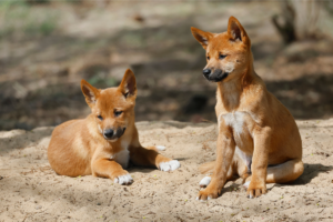 A Comunicação Canina