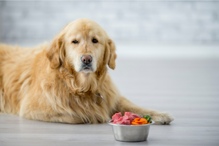 Alimentação Natural para Pets