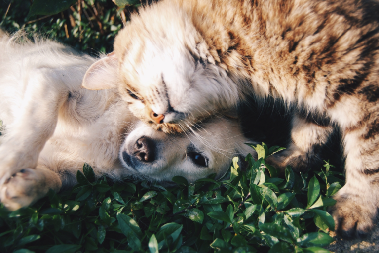 Cuidados com Pets em Fase Terminal