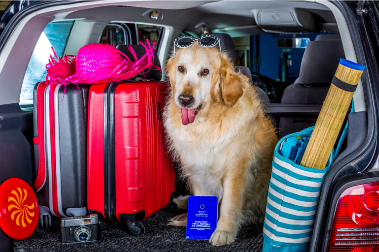 Dicas para Viajar com Cães e Gatos