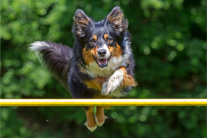 Enriqueça a Vida do Seu Pet com Diversão