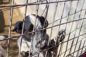 Mudando a Vida de um Animal Abandonado