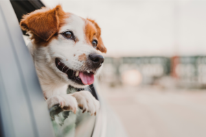 Preparando Seu Pet para Uma Viagem Inesquecível