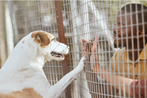 Qual a Melhor Opção Adotar ou Comprar um pet