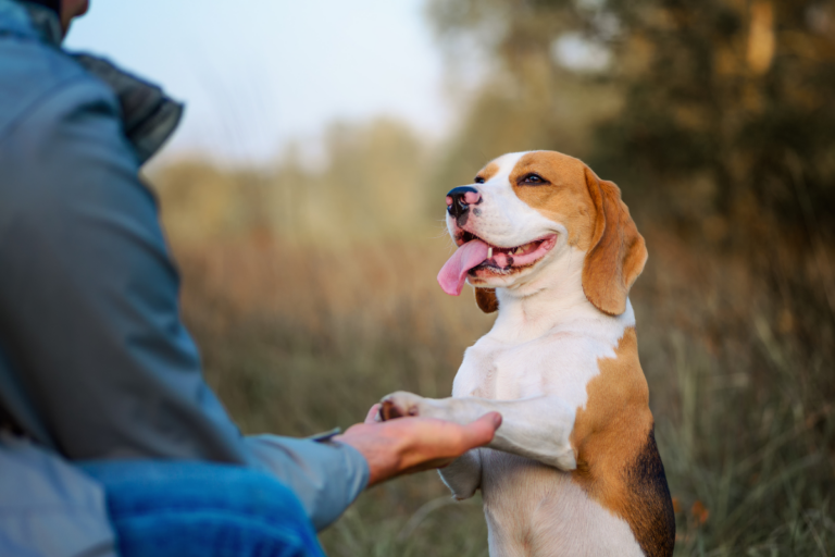 Treinamento de Comportamento e Harmonia Para Seu Pet