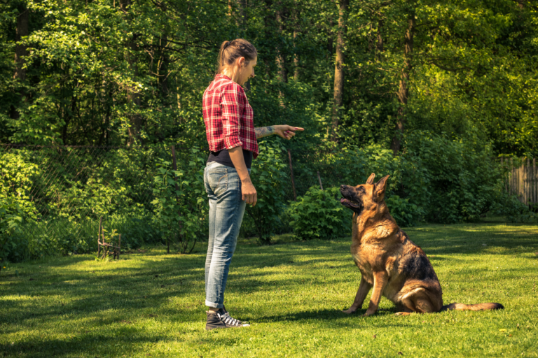 Adestramento de Cães para Iniciantes