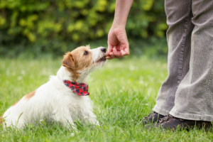 Adestramento Durante Passeios com Seu Pet