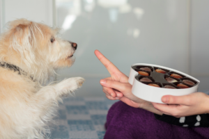 Alergias Alimentares em Cães e Gatos