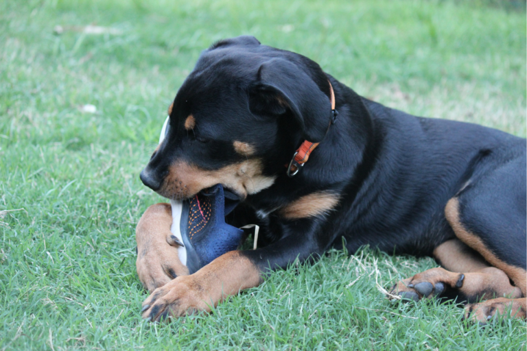 Lidando com Comportamentos Indesejados em pets