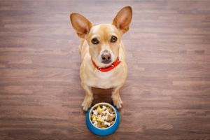 Melhores Dietas para Cães