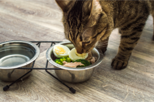 Melhores Dietas para Gatos