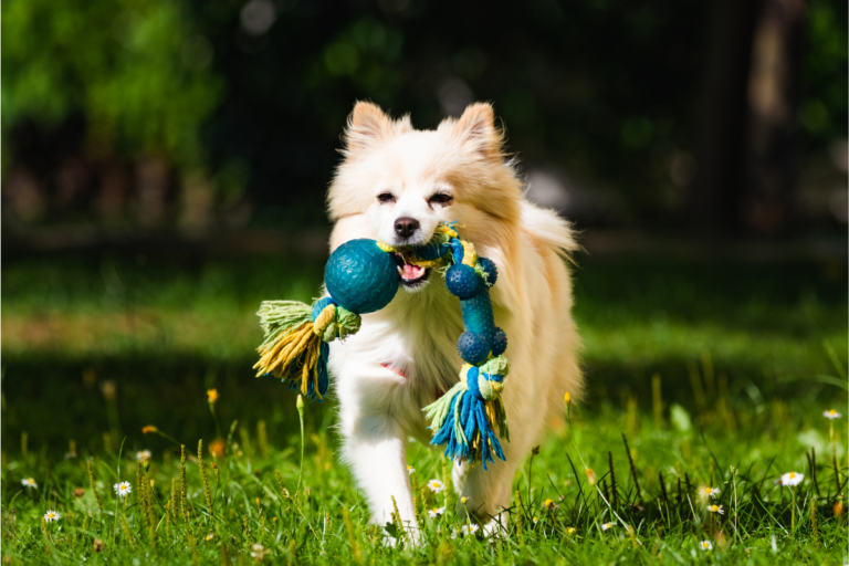 Os Melhores Parques Para Pets no Brasil