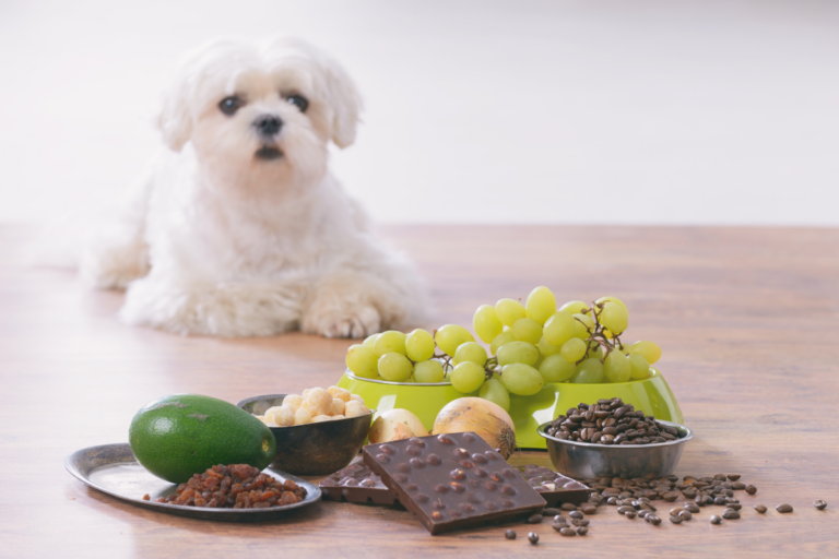 Perigos Alimentares para Cães e Gatos