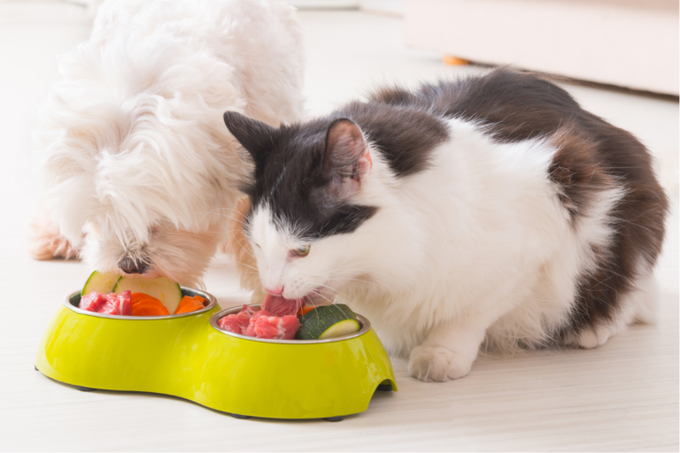 Uma imagem mostrando uma tigela de comida fresca e natural para cães e gatos.