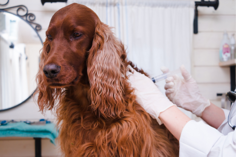 Cinomose: Uma Ameaça Canina