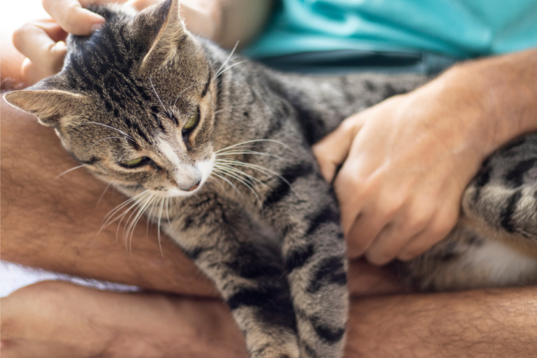 Doenças de Pele em Gatos