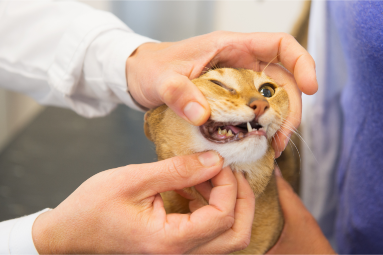 Doenças Dentárias em Gatos