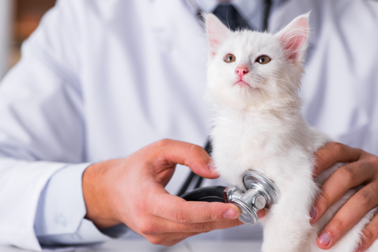 Doenças Respiratórias em Gatos