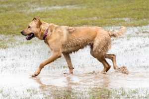 Leptospirose em Animais