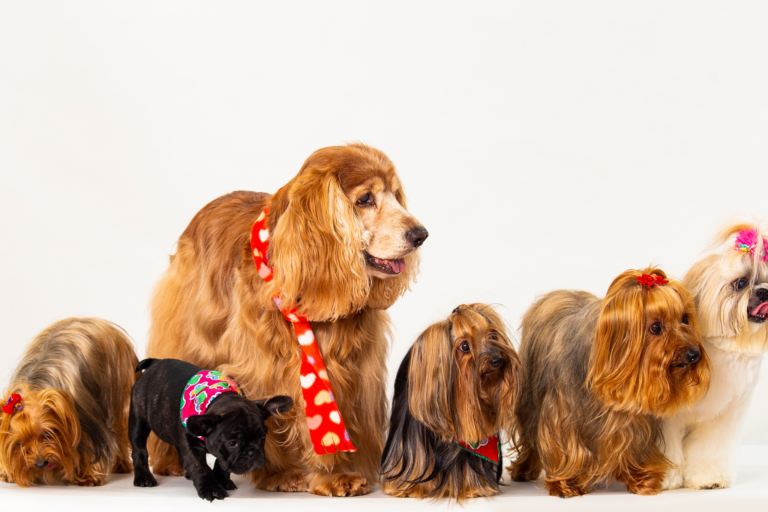 Cachorros Mais Desejados do Brasil