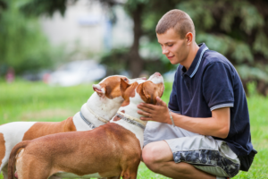 Como Estimular Seu Cachorro