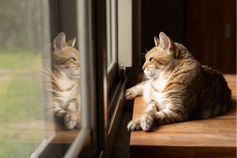 Dicas para Gato Feliz em Ambientes Pequenos