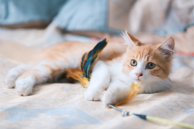 Estimulando seu gato em casa