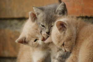 Gatos Mais Desejados do Brasil