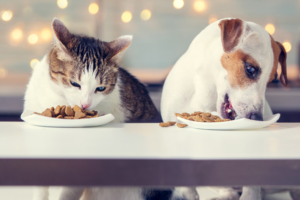 Melhor alimentação para filhotes de cães e gatos