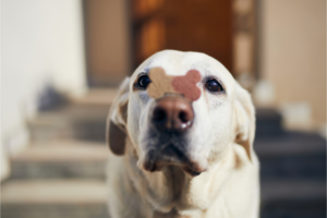 Biscoitos Caseiros Fáceis para Seu Pet